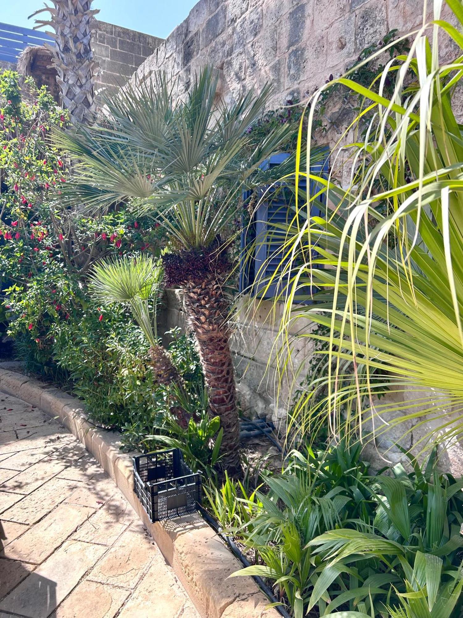 Ta Skorba Farmhouse Mgarr L-Imgarr Extérieur photo